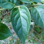 Jasminum auriculatum Leaf