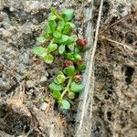 Elatine hexandra 葉