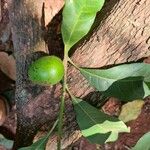 Pouteria caimito Fruit