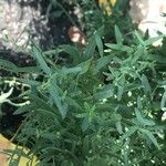 Galatella sedifolia Leaf