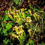 Tagetes minutaBlomst