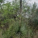 Dasylirion texanum Habit