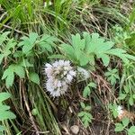 Hydrophyllum capitatum Blomst