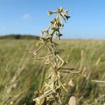 Atriplex pedunculata 果實