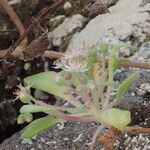 Aeonium goochiae Flower