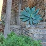 Agave sisalanaFolla