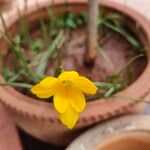 Zephyranthes citrina Çiçek