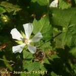 Kitaibelia vitifolia Flor