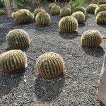 Echinocactus grusonii葉