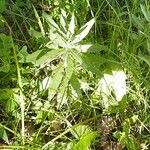 Artemisia suksdorfii Leaf