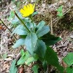 Hieracium sabaudum Hàbitat