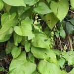 Fallopia dumetorum Leaf