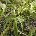 Helleborus argutifolius Leaf