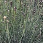 Equisetum giganteum Агульны выгляд