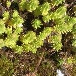 Sedum acre Leaf