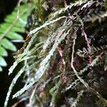 Grammitis serrulata Φύλλο
