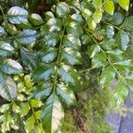 Fraxinus griffithii Leaf