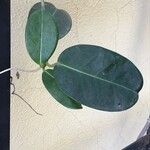 Stephanotis ernstmeyeri Folio
