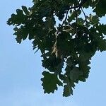 Quercus macrocarpa Листок