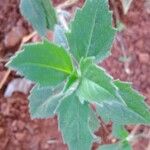 Tridax procumbens Lapas