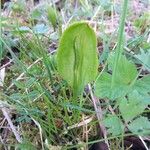 Ophioglossum vulgatum Leaf