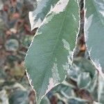 Photinia fraseri Blad