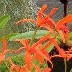 Cattleya crispata Цвят