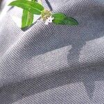 Spermacoce tenuior Leaf
