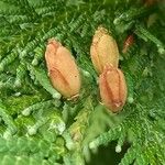 Thuja occidentalis फल