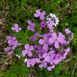 Hesperis matronalisŽiedas