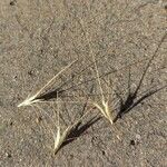 Hordeum murinum Fruit