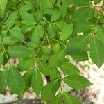 Euonymus alatusFolio