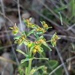 Euphorbia exigua Λουλούδι