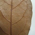Rinorea bahiensis Diğer
