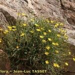 Launaea lanifera 整株植物