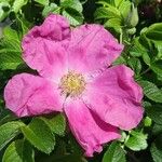 Rosa rugosa Цветок