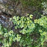 Chrysosplenium oppositifolium Blad