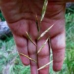 Brachypodium pinnatum फल