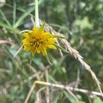 Tragopogon minor