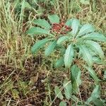 Cyphostemma princeae Habit