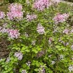 Syringa pubescens Blomma