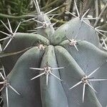 Stenocereus stellatus Egyéb