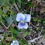 Viola × melissifolia Flower