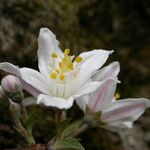 Deutzia staminea Habitus