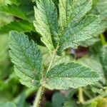 Erodium moschatum Leaf