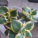 Crassula sarmentosa Leaf