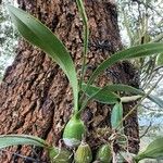 Encyclia cordigera Blatt