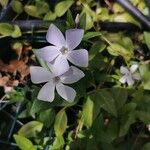 Vinca difformisLorea