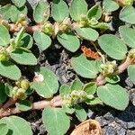 Euphorbia prostrata Leaf