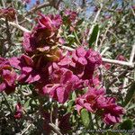 Grayia spinosa Flower